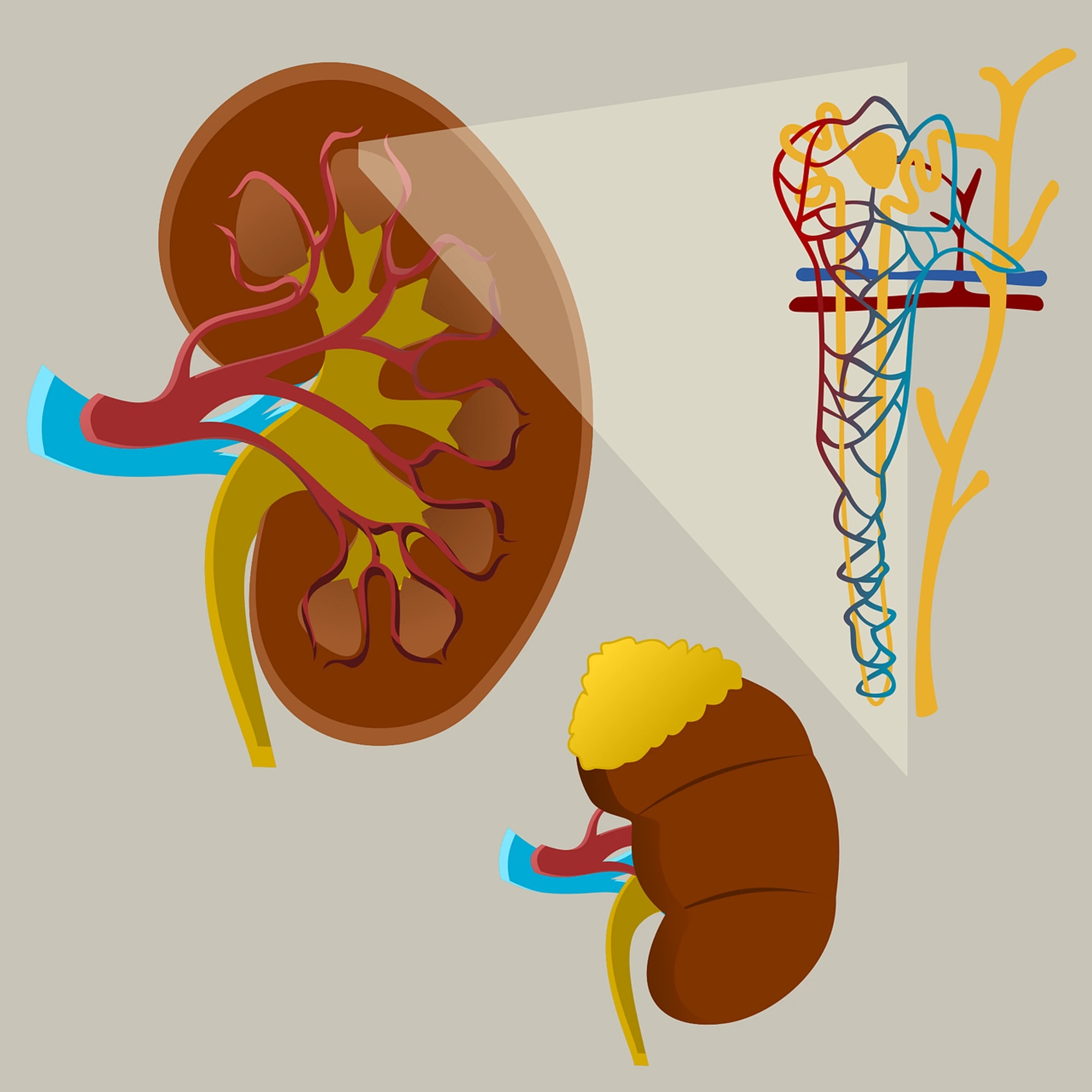 kidney-reconstruction