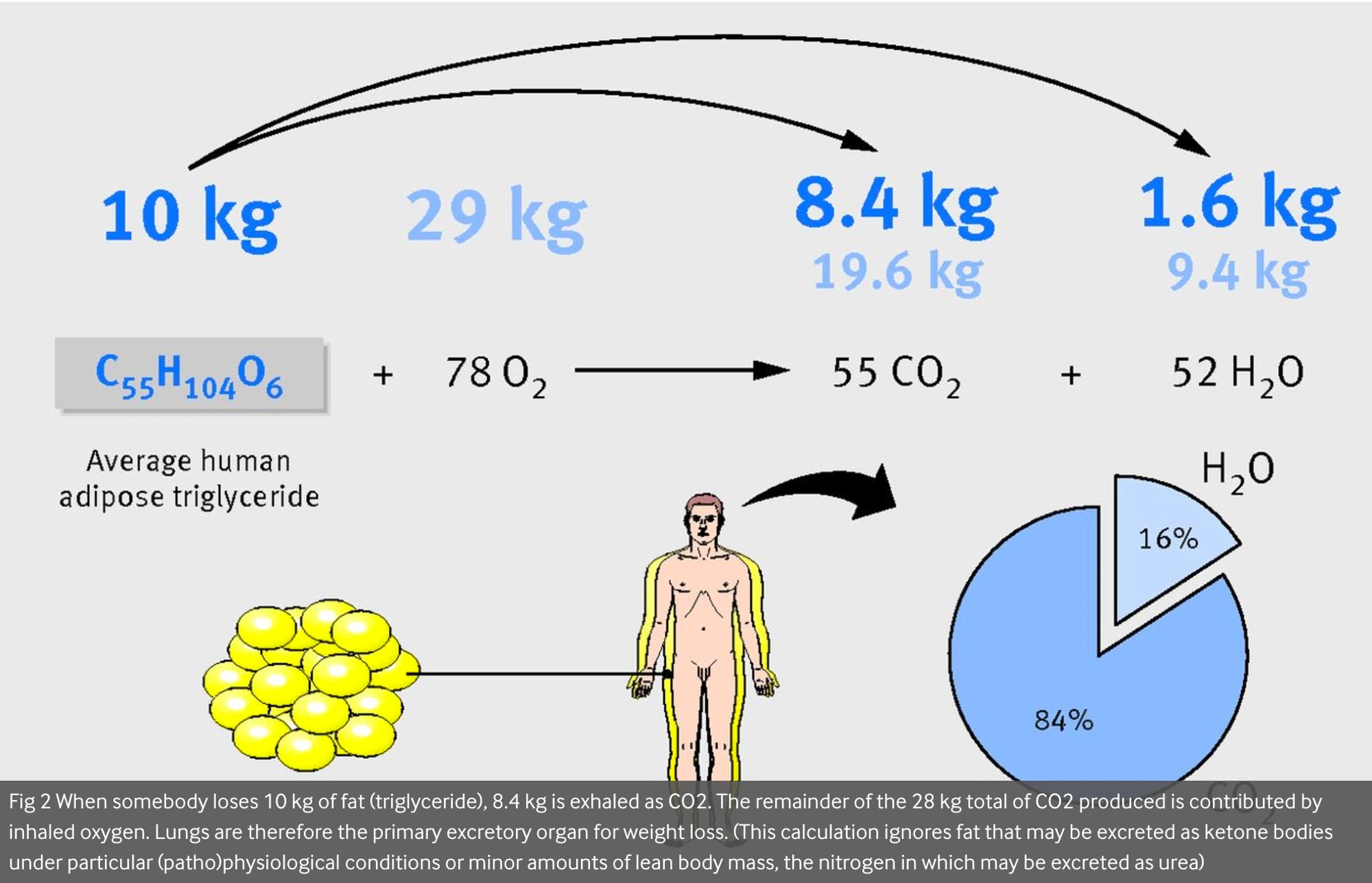 carbon dioxide formation
