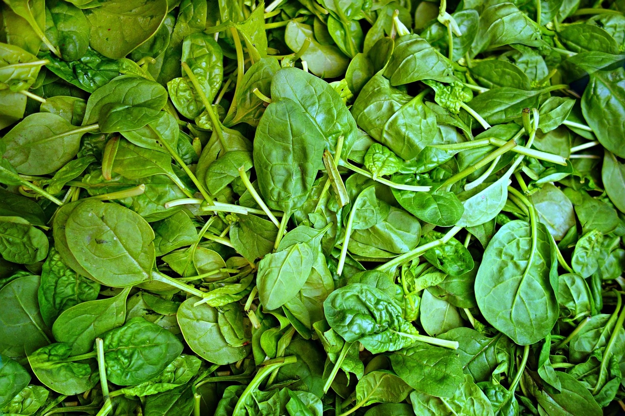spinach-1522283-1280.jpg