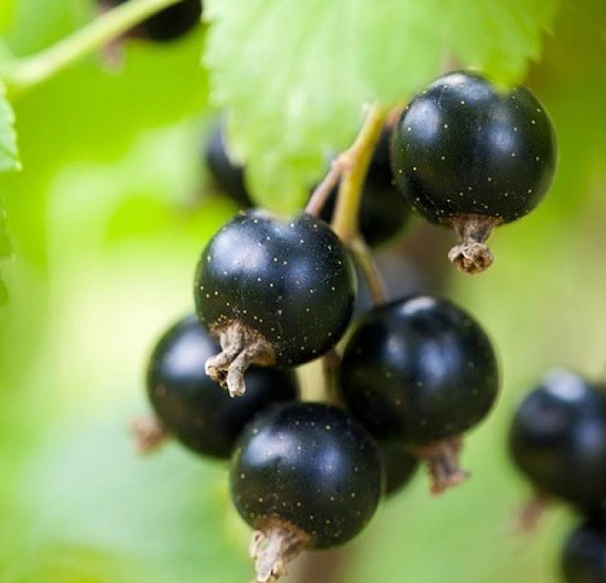 Gönn dir die Energie, die du brauchst, mit U Gel - Erdbeere (70g). Fantastisch für Ausdauerläufe oder intensive Trainingssessions. Versuch es einfach! Sehen Sie sich den Stempel an.