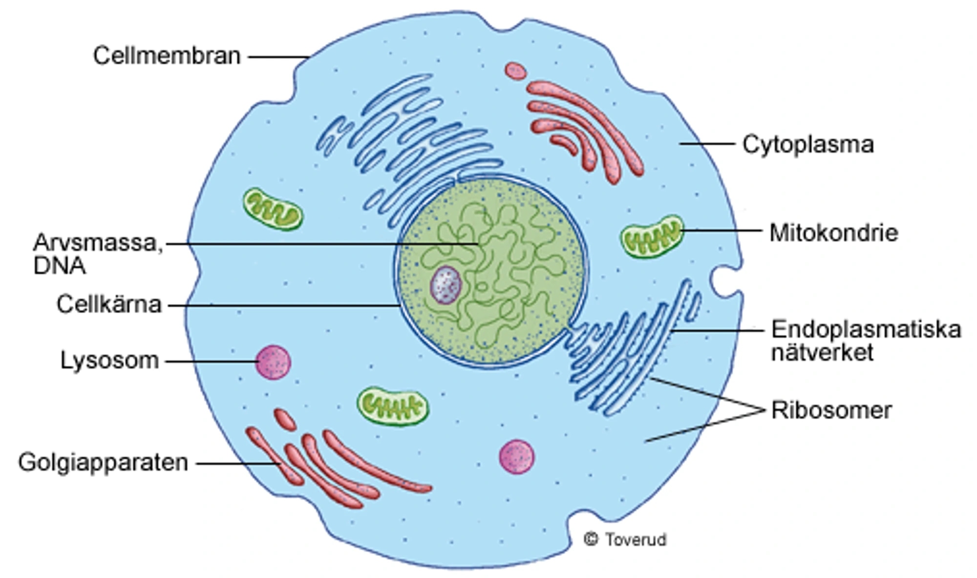 cell-cytoplasma_1.gif