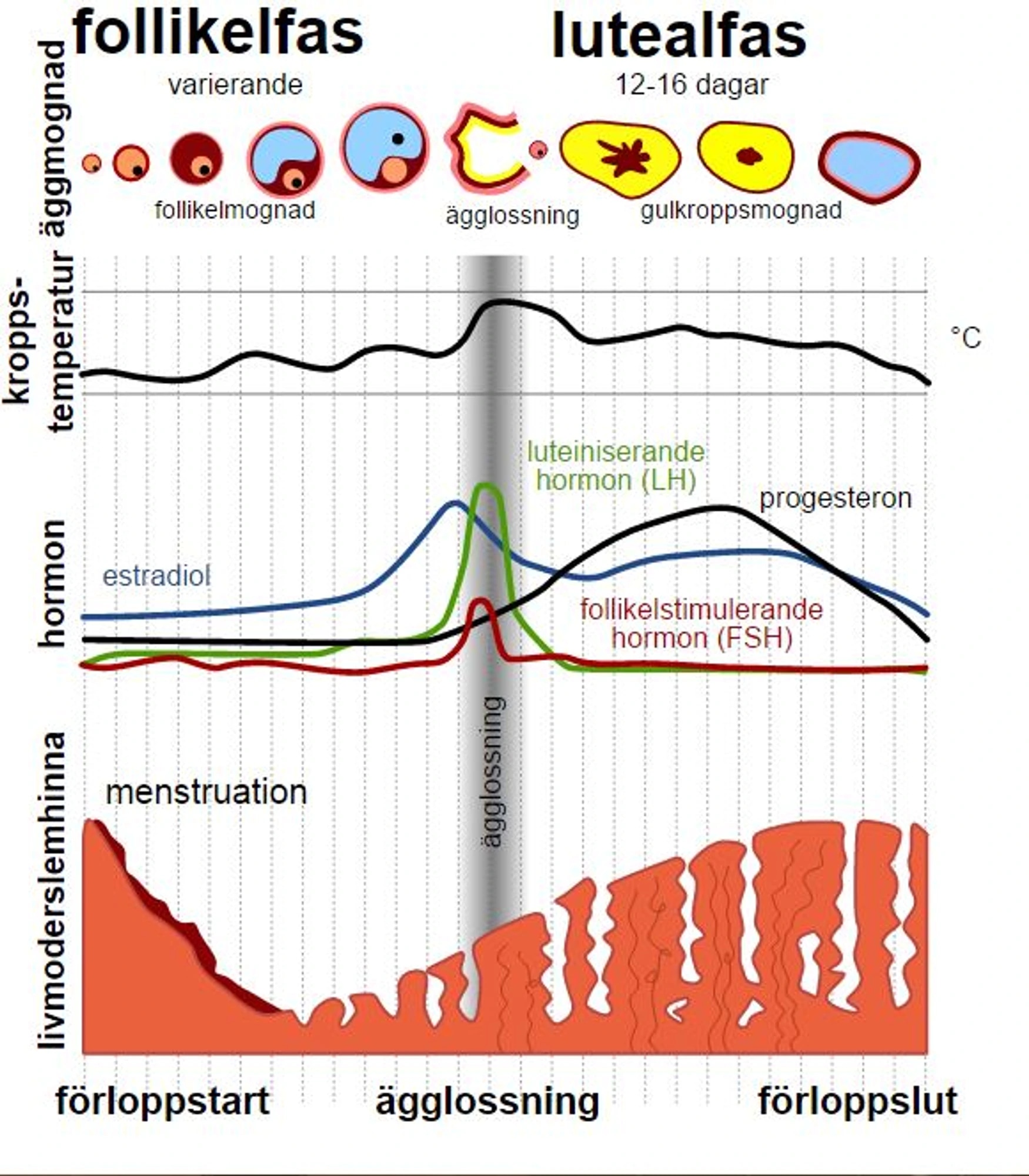 menstruationszyklus-mehr-leisten-maennliches-hormon-gleichgewicht.jpg