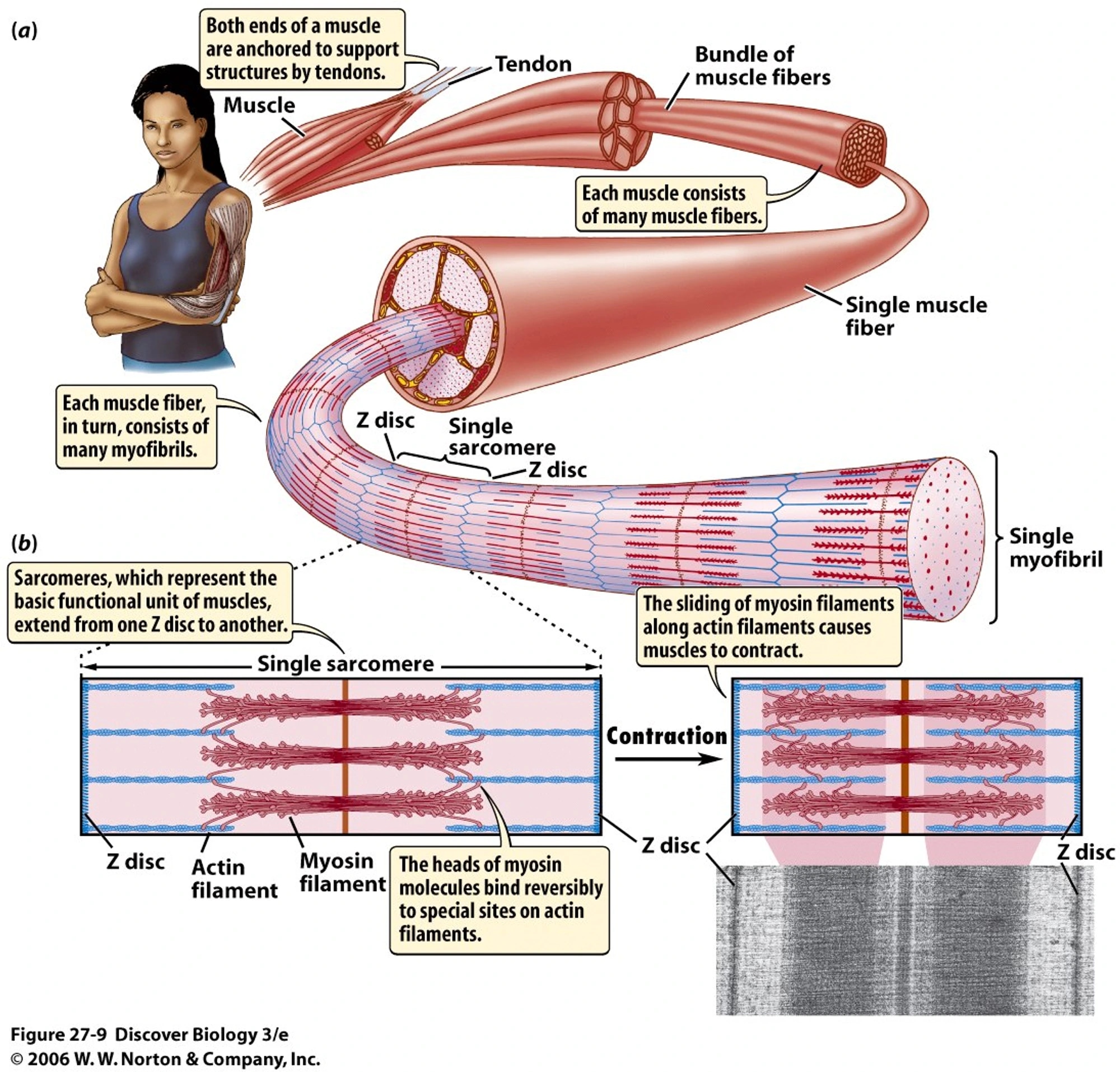 muscelfiber-performmore-umara_1.jpg
