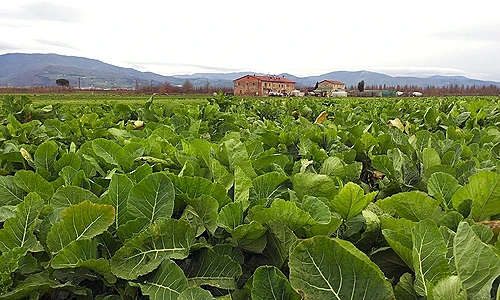 Vegetabiliska aminosyror