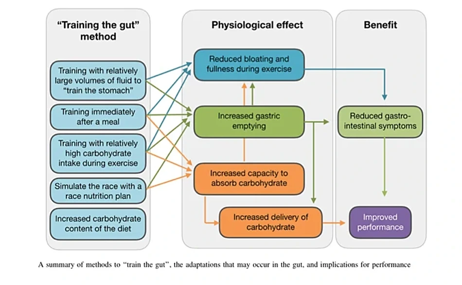 training the gut